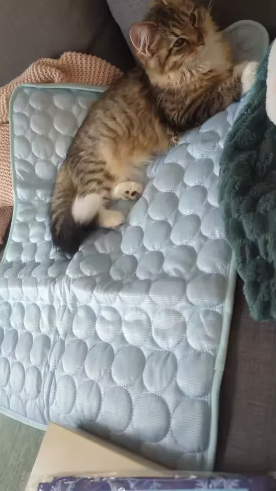 Cyperse kitten op een Frimouf koelmat