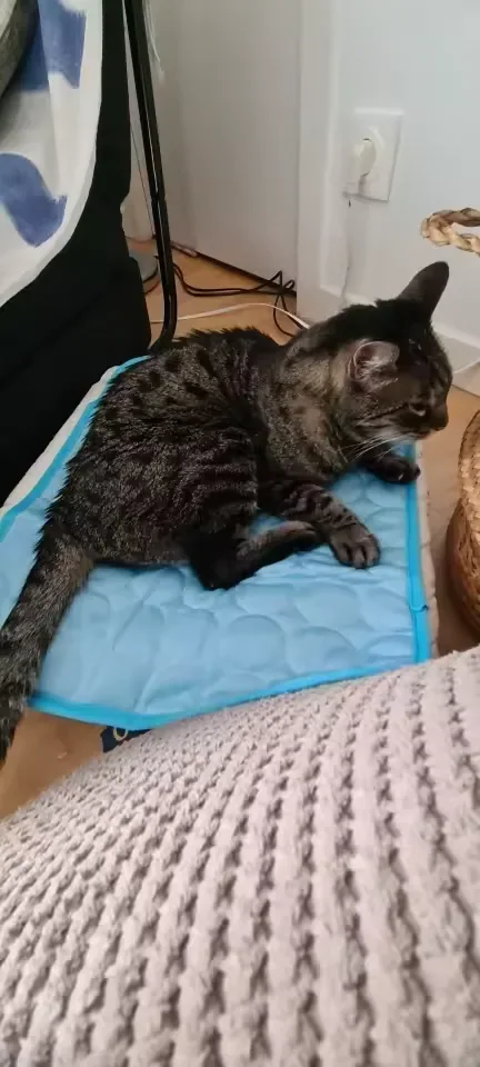 Cyperse kat op een Frimouf koelmat