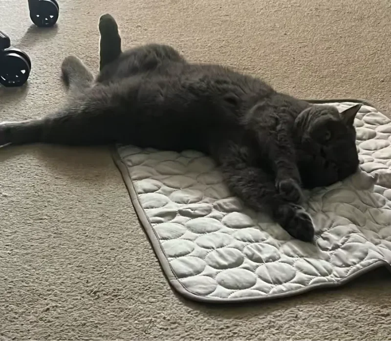 Grijze kat languit op een Frimouf koelmat