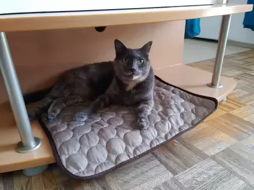 Grijze kat liggend op een Frimouf koelmat