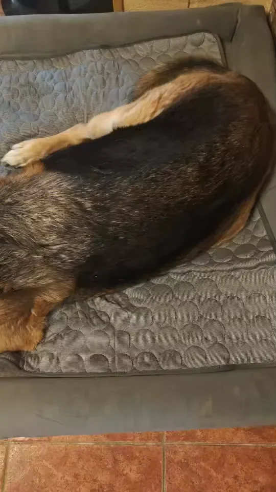 Grote hond languit op een Frimouf koelmat