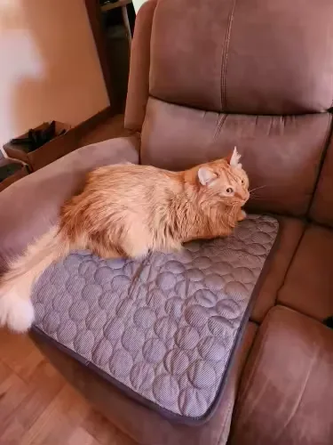 Langharige rode kat op een Frimouf koelmat