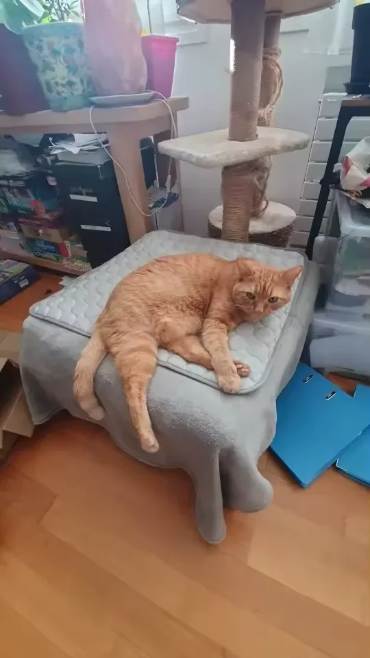Rode kat op een Frimouf koelmat
