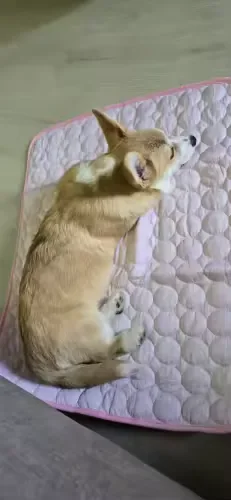 Shiba-achtige hond slapend op een Frimouf koelmat