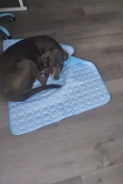 Chocoladebruine teckel op een Frimouf koelmat