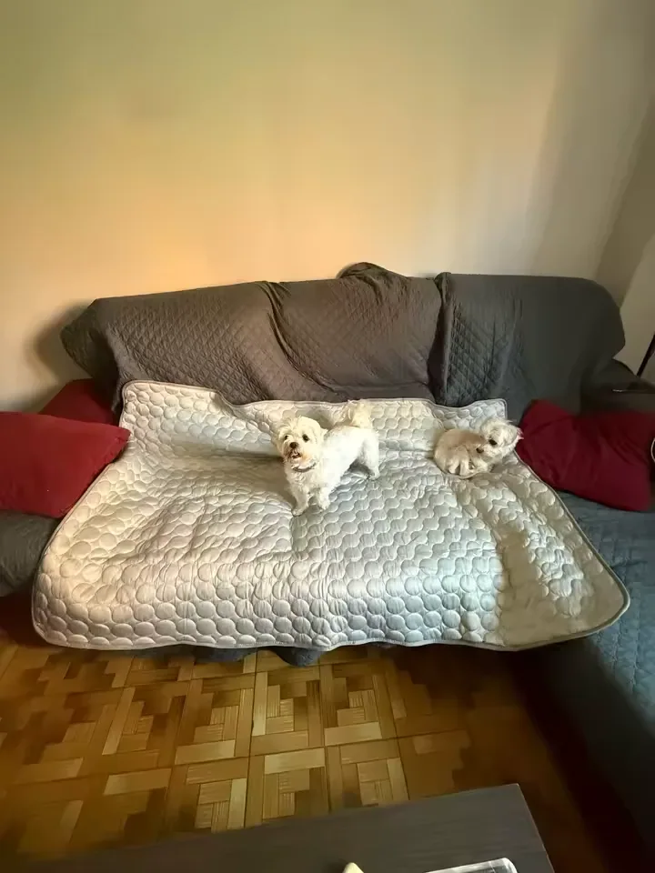 Twee witte hondjes op een Frimouf koelmat