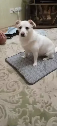 Wit hondje zittend op een Frimouf koelmat