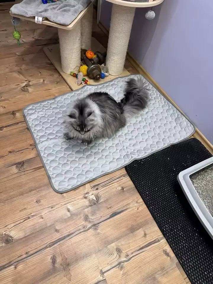 Zilverkleurige langharige kat op een Frimouf koelmat, op parket
