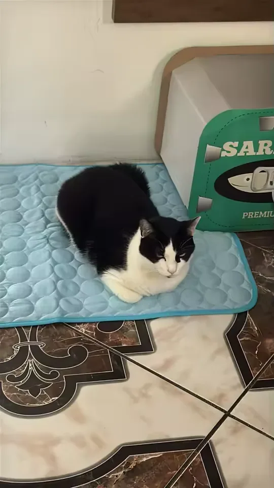 Zwart-wit kitten op een Frimouf koelmat
