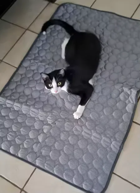 Zwart-witte kat op een Frimouf koelmat