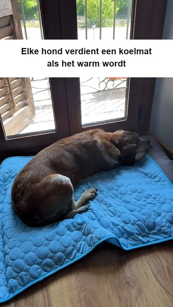 Drie honden om beurten op dezelfde koelmat